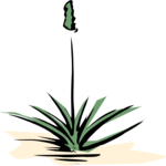 Yucca 4
