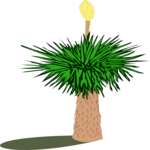 Yucca Palm 1